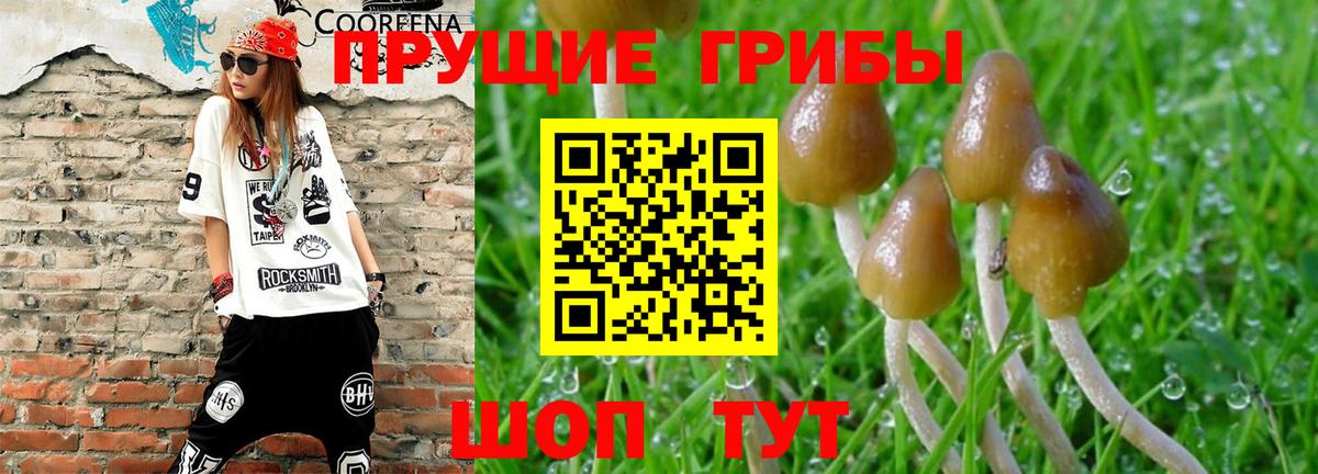 Тулун  хочу   Вход с VPN  Галлюциногенные грибы мицелий 